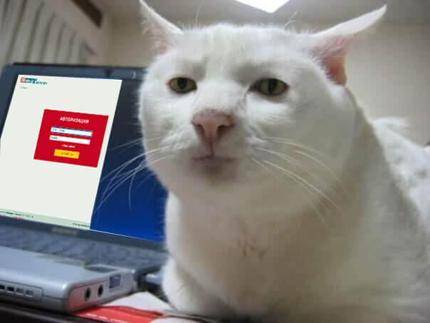 Кот, который сдает тесты в Синергии и МТИ